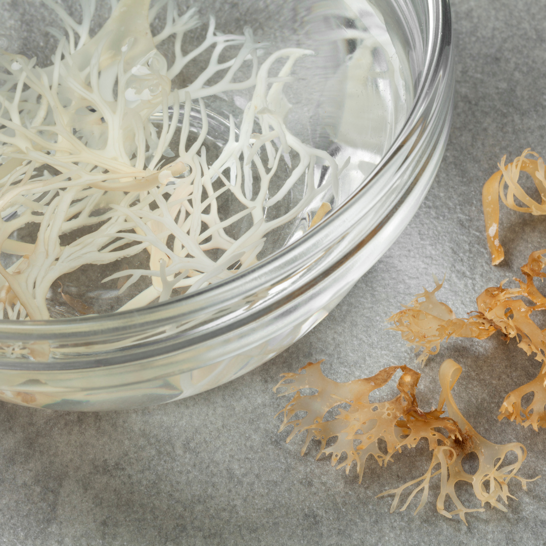 cold brew sea moss tea