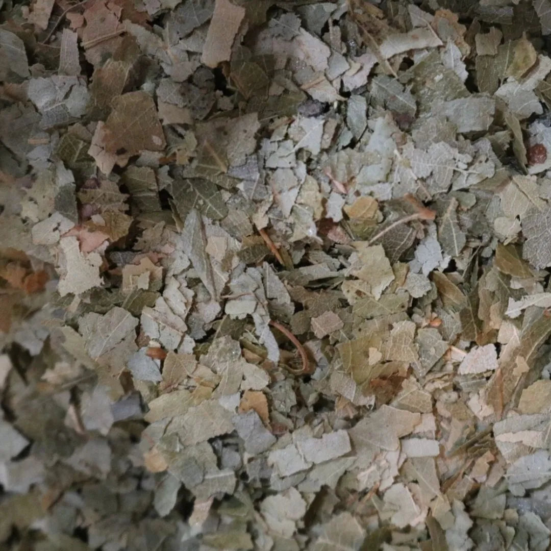 birch leaf