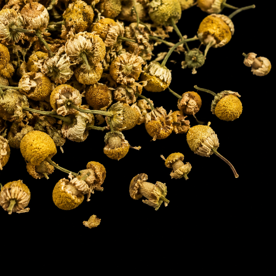 chamomile