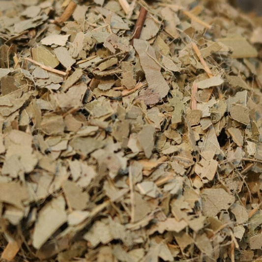 eucalytpus