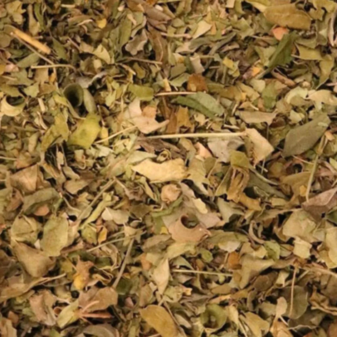 moringa leaf